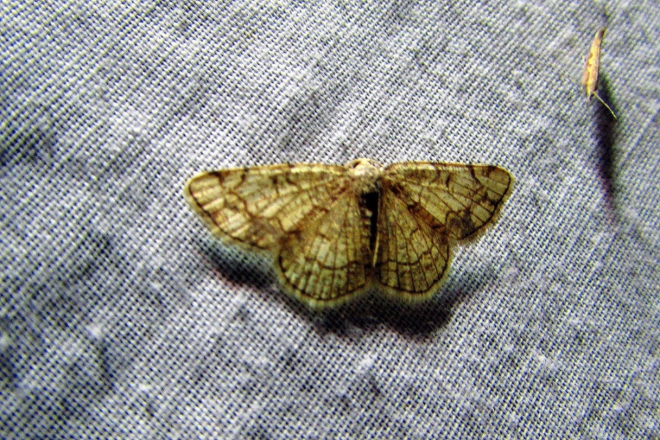 Stegania dilectaria - fehérnyár-araszoló