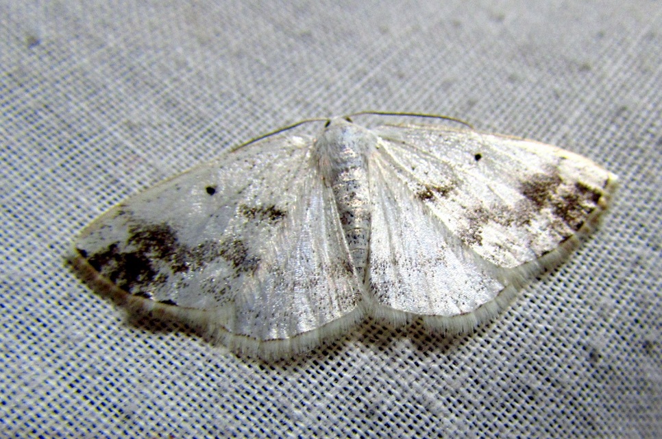 Lomographa temerata - foltos fehéraraszoló