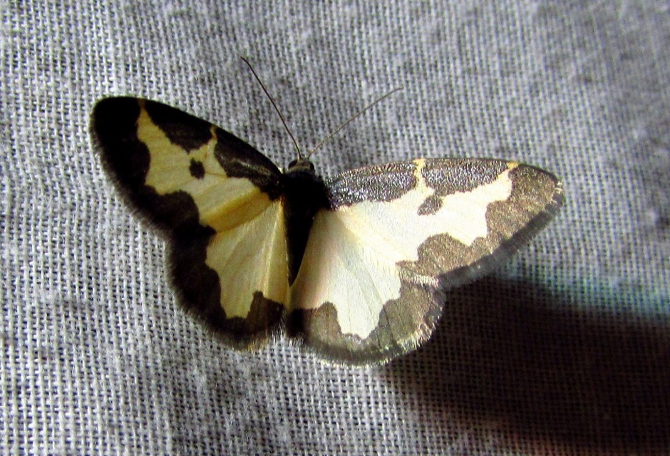 Lomaspilis marginata - szegélyes nyárfaaraszoló