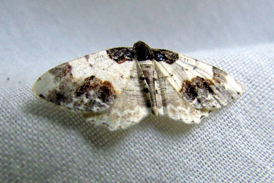 Ligdia adustata - barna levélaraszoló
