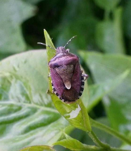 Dolycoris baccarum - közönséges bogyómászó-poloska Dolycoris baccarum - közönséges bogyómászó-poloska