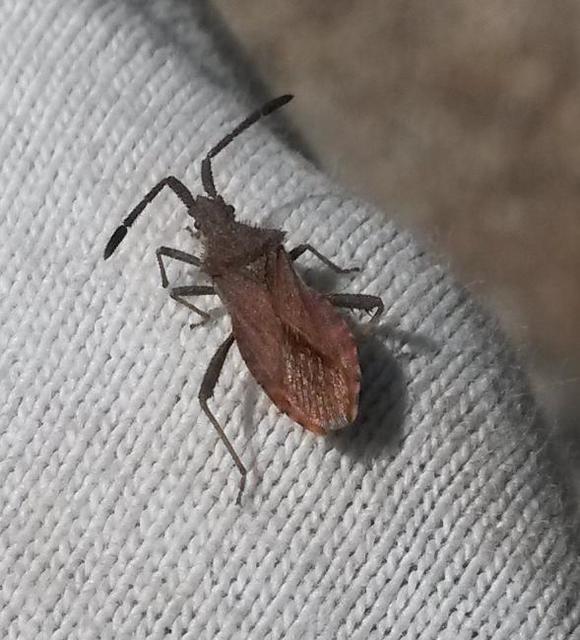 Coriomeris