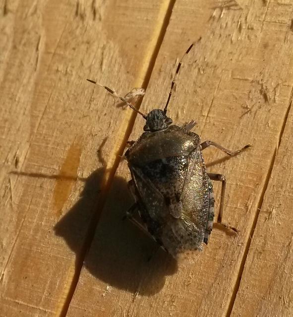 Rhaphigaster nebulosa - bencepoloska