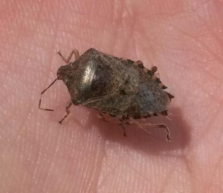 Rhaphigaster nebulosa - bencepoloska