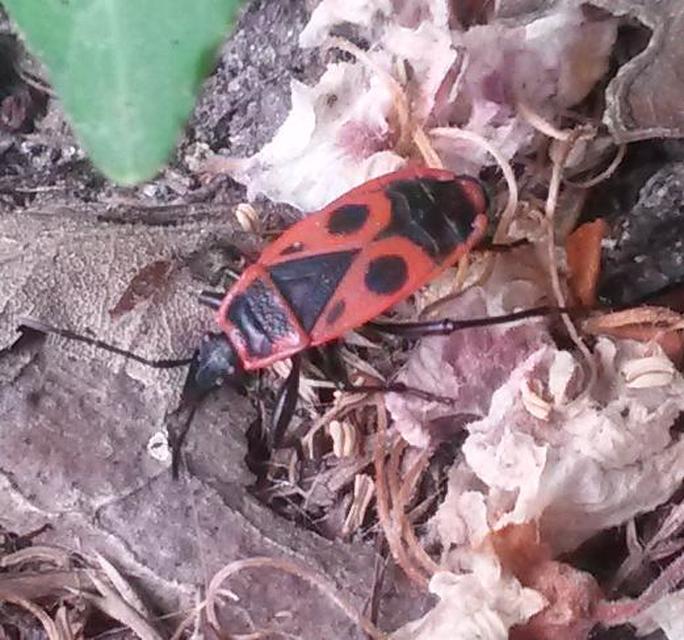 Pyrrhocoris apterus - verőköltő poloska