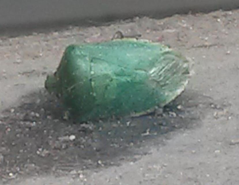 Nezara viridula - zöld vándorpoloska