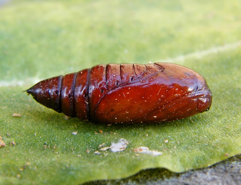 Camptogramma bilineata - kétvonalas sávosaraszoló