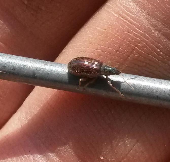Phyllobius oblongus - közönséges levélormányos