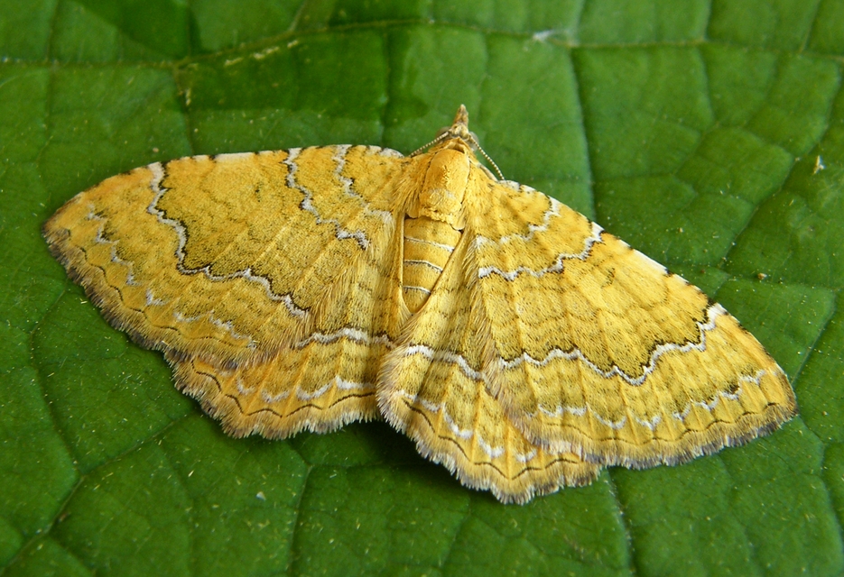 Camptogramma bilineata - kétvonalas sávosaraszoló