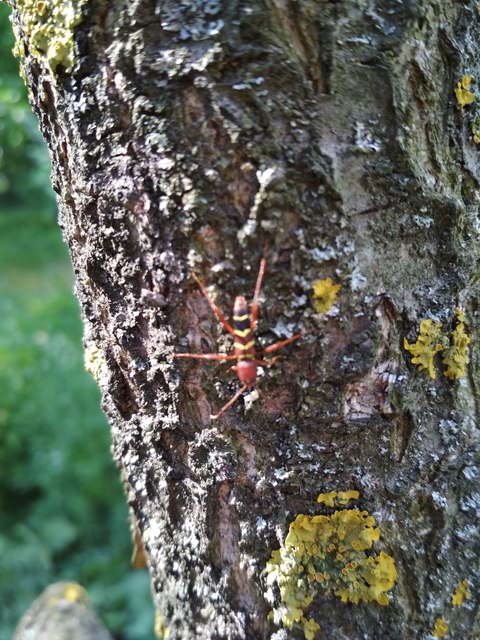 Neoclytus acuminatus - amerikai darázscincér