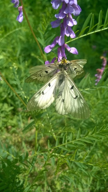 Parnassius mnemosyne - kis apollólepke