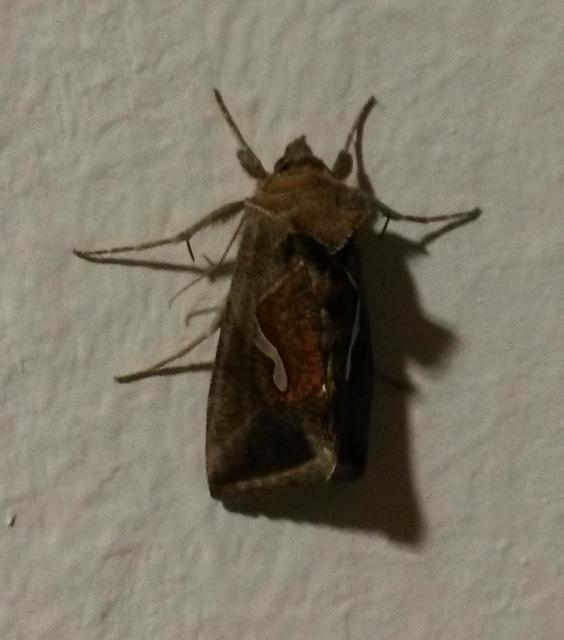 Macdunnoughia confusa - cseppfoltos ezüstbagoly