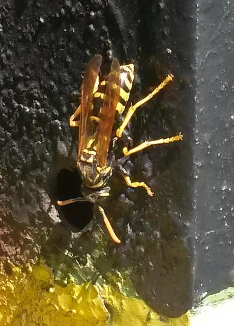Polistes dominulus - déli papírdarázs