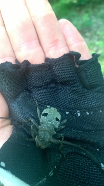Morimus asper funereus - gyászcincér