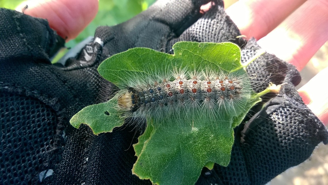 Lymantria dispar - gyapjaslepke