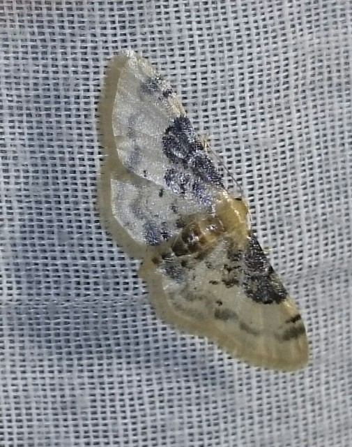 Idaea filicata - sötéttövű apróaraszoló