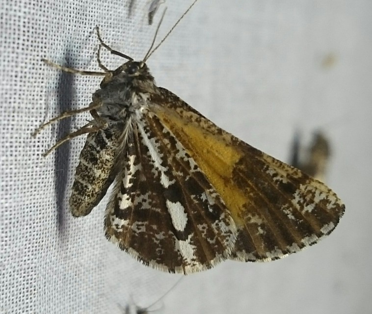 Bupalus piniaria - fenyőaraszoló
