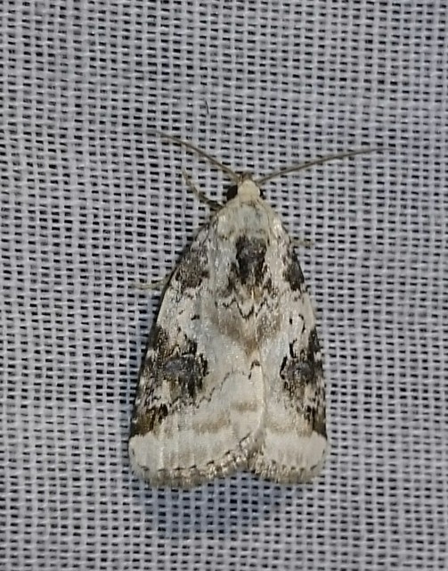 Pseudeustrotia candidula - fehéres apróbagoly