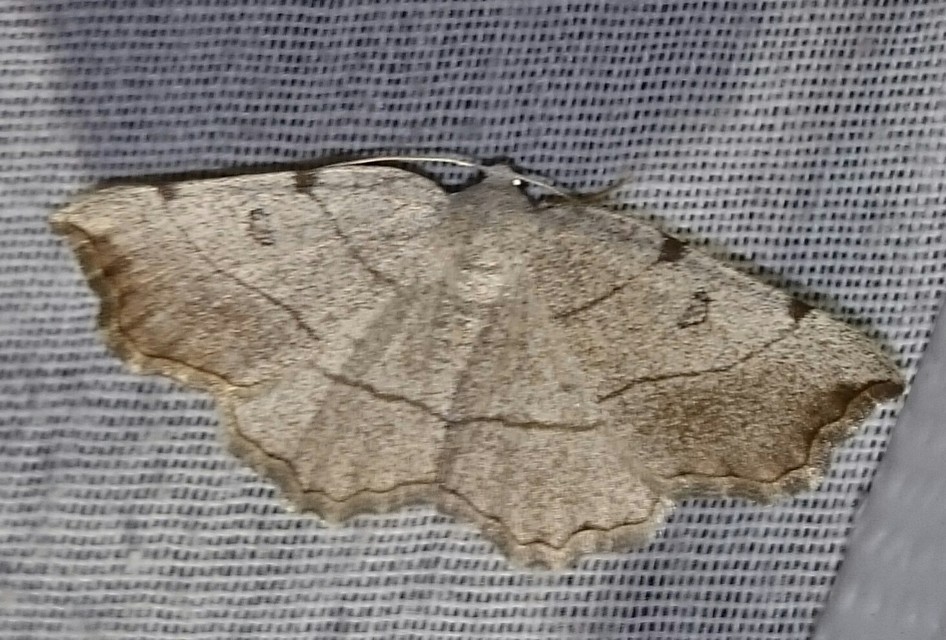 Eilicrinia trinotata - háromjegyű araszoló