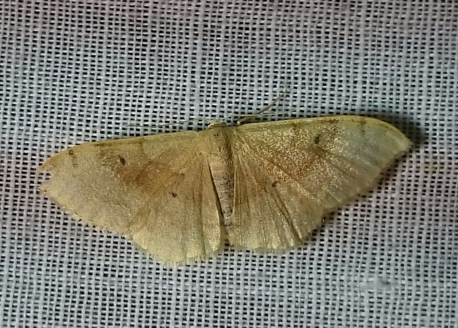 Idaea degeneraria - barnasávos araszoló