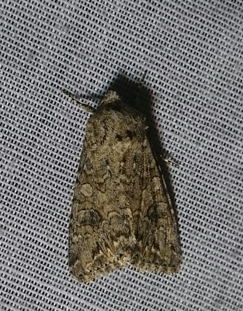 Hadula trifolii - lóherebagoly