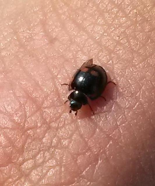 Exochomus quadripustulatus - négyfoltos szerecsenkata