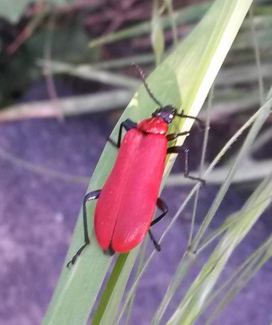 Pyrochroa coccinea - nagy bíborbogár