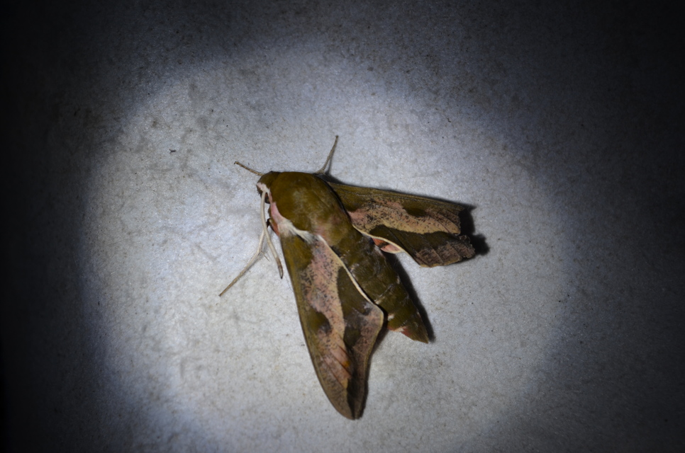 Hyles euphorbiae - kutyatejszender