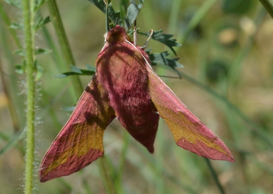 Deilephila porcellus - piros szender