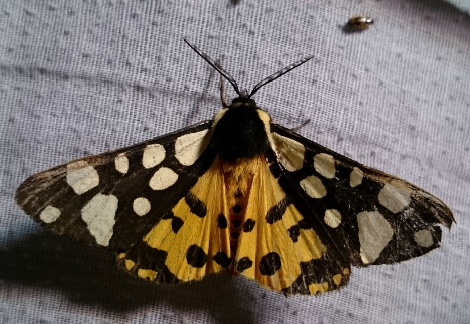 Arctia villica - fekete medvelepke