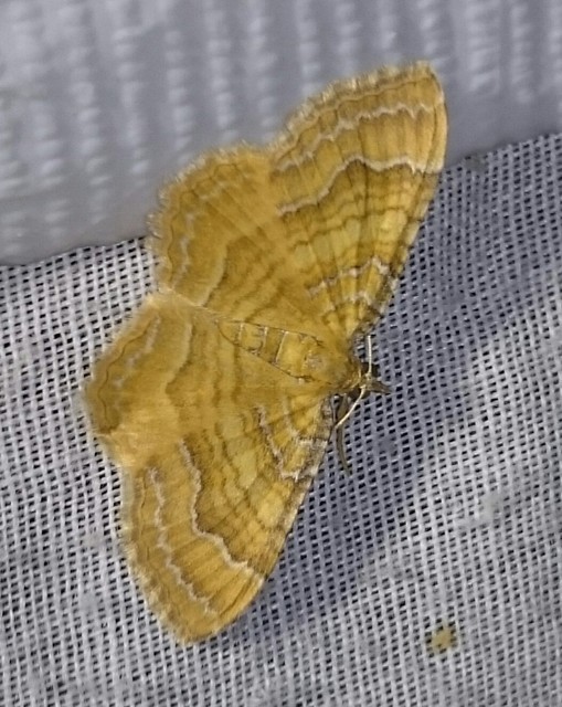 Camptogramma bilineata - kétvonalas sávosaraszoló