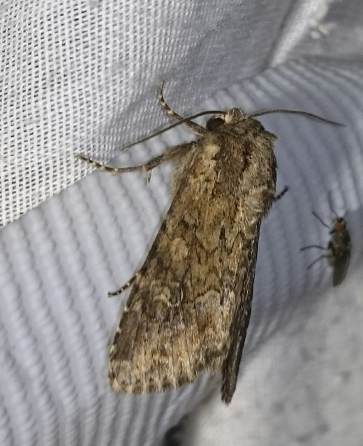 Apamea anceps - közönséges dudvabagoly