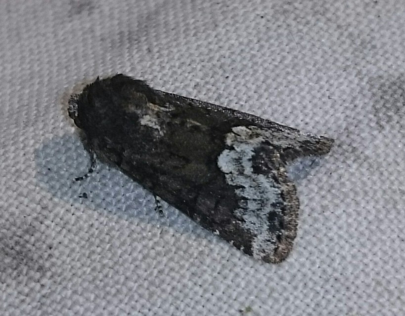 Oligia strigilis - kormos dudvabagoly