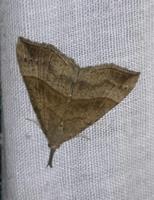 Hypena proboscidalis - ormányos karcsúbagoly