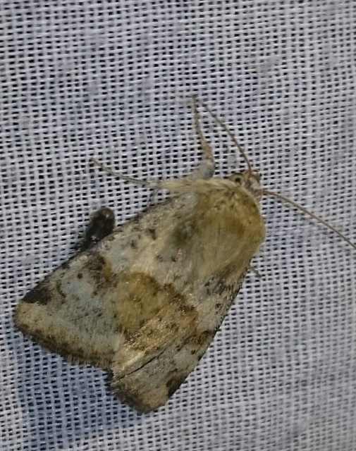Heliothis viriplaca - mácsonyabagoly