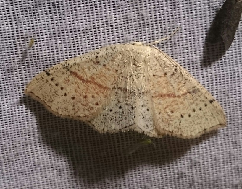 Cyclophora punctaria - sávos pettyesaraszoló