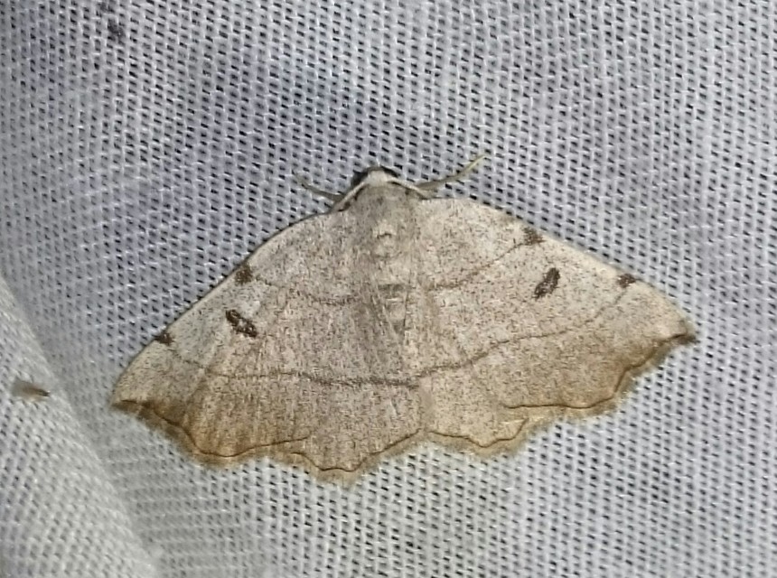 Eilicrinia trinotata - háromjegyű araszoló