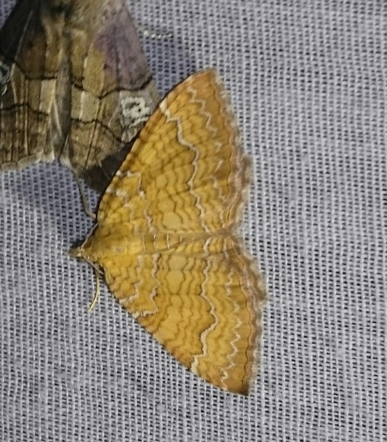 Camptogramma bilineata - kétvonalas sávosaraszoló
