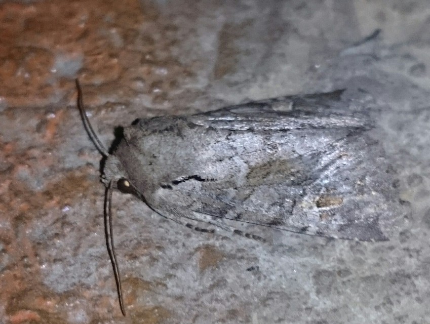 Apamea sordens - kalászrágó dudvabagoly