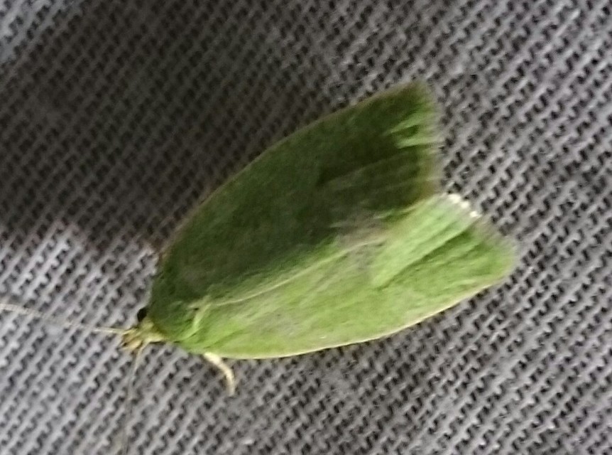 Tortrix viridana - tölgyilonca