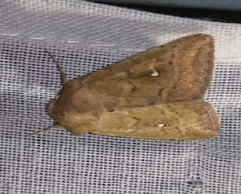 Mythimna albipuncta - fehérpettyes rétibagoly