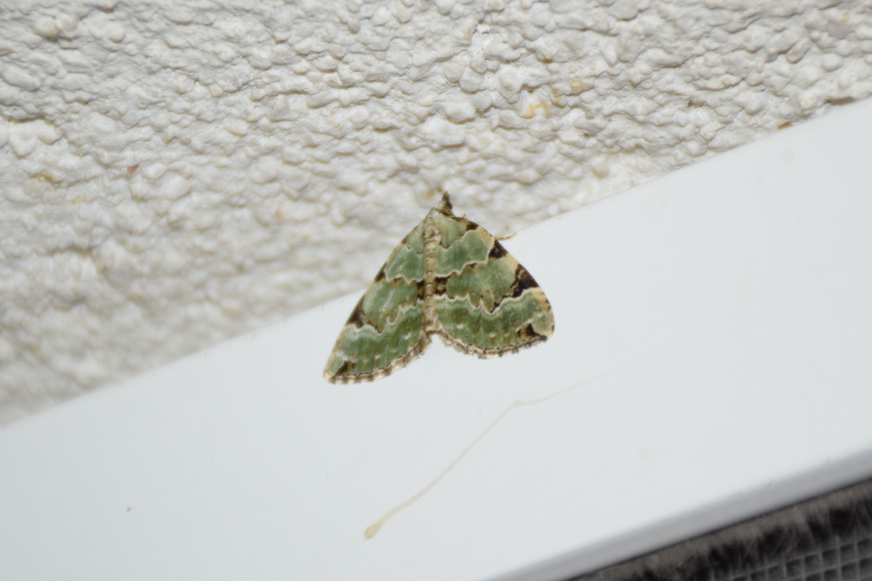 Colostygia pectinataria - zöld levélaraszoló