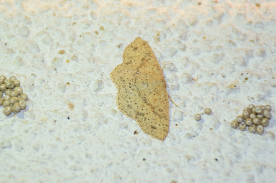 Cyclophora porata - körös pettyesaraszoló