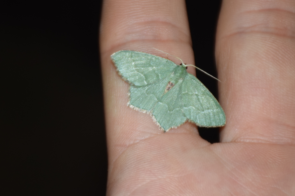 Hemithea aestivaria - nyír-zöldaraszoló