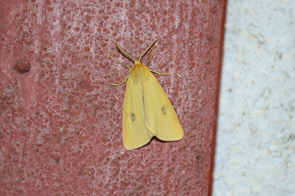Diacrisia sannio - vörösszélű medvelepke