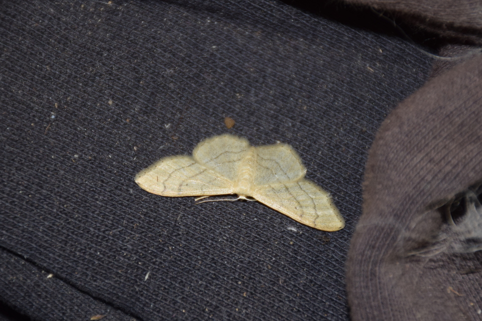 Idaea aversata - nagy sávosaraszoló