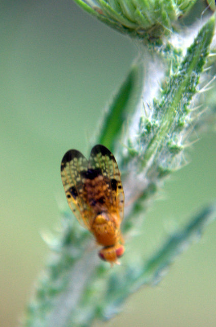 Xyphosia miliaria