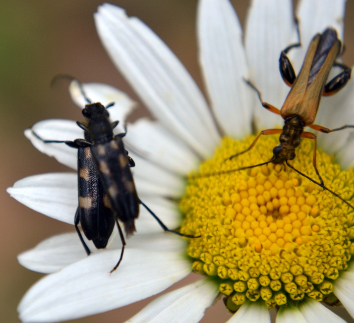 Anoplodera sexguttata - foltos virágcincér