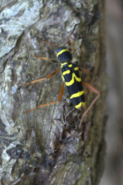 Clytus arietis - közönséges darázscincér