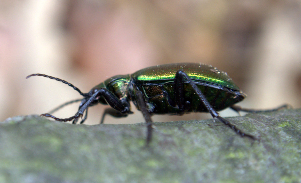 Calosoma inquisitor - kis bábrabló